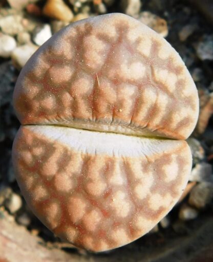 Lithops bella - Image 2