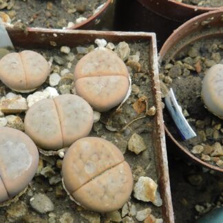 Lithops schwantesii (kuibisensis)