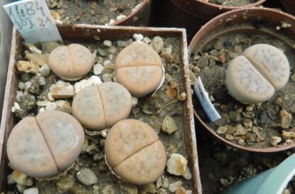 Lithops schwantesii (kuibisensis)