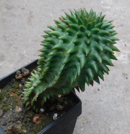 Euphorbia susannae - Image 2