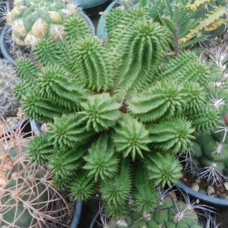 Euphorbia susannae