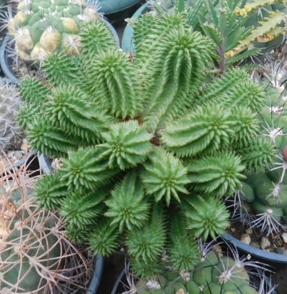 Euphorbia susannae