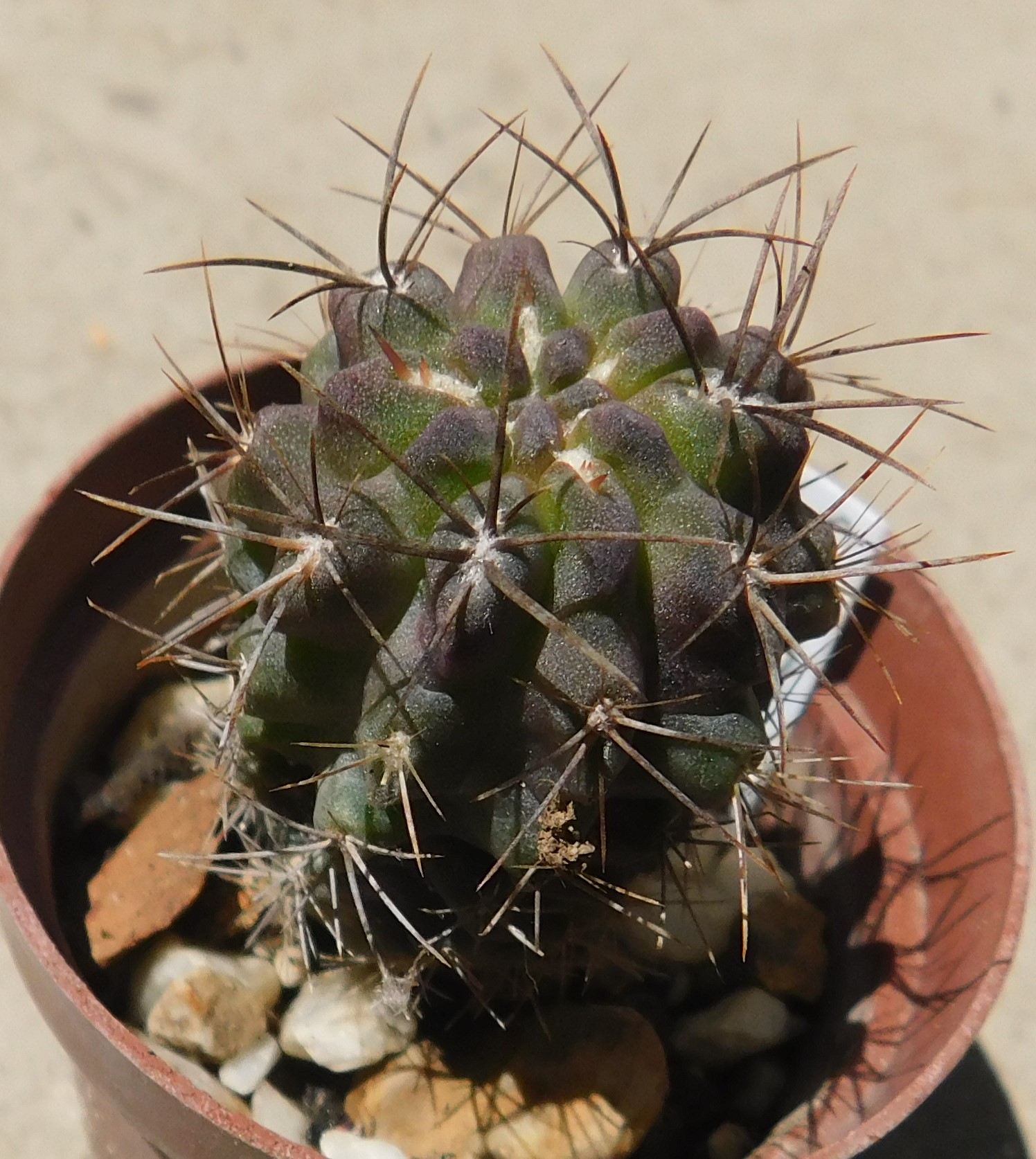 Neoporteria hankeana - Slika 2