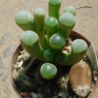 Fenestraria sp., Alexander Bay, Južna Afrika.
