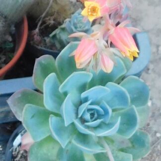 Echeveria secunda
