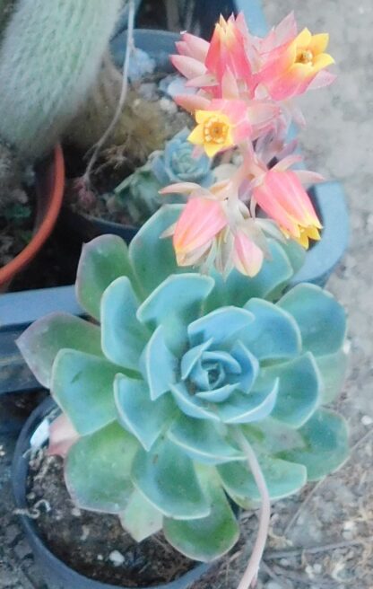 Echeveria secunda