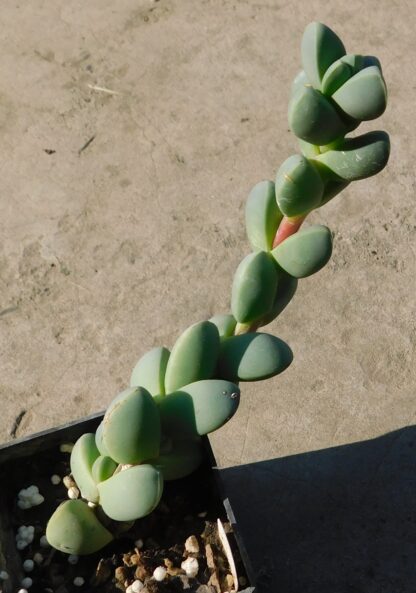 Delosperma lehmannii - Image 2