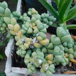 Delosperma lehmannii