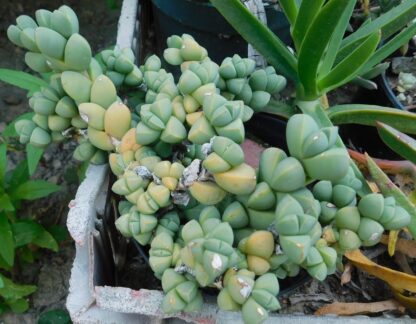 Delosperma lehmannii