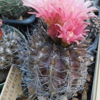 Neoporteria (Neochilenia) jussieui