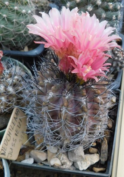 Neoporteria (Neochilenia) jussieui