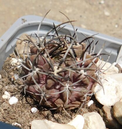 Neoporteria (Neochilenia) jussieui - Image 2