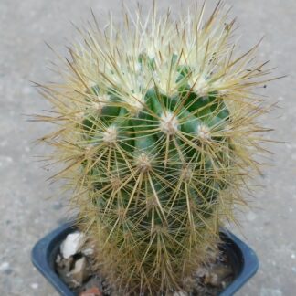 Neoporteria subgibbosa RS 1337, Pichidangui, Chile.