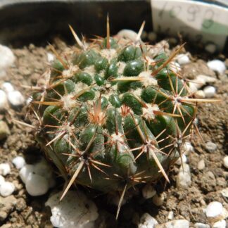 Notocactus submammulosus