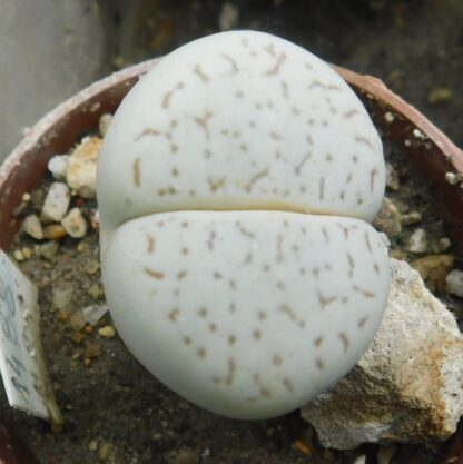 Dinteranthus vanzylii - Image 2