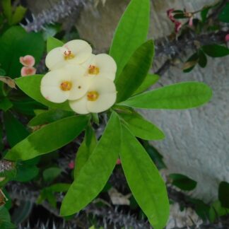 Euphorbia milii v. aurea (Hristov trn)