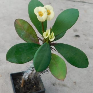 Euphorbia milii v. aurea (Hristov trn)