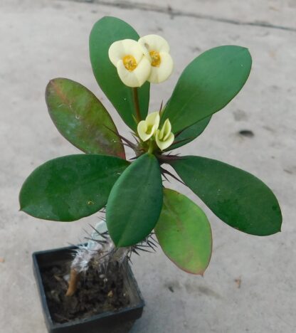Euphorbia milii v. aurea (Hristov trn)