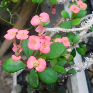 Euphorbia milii v. milii (Hristov trn)