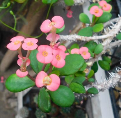 Euphorbia milii v. milii (Hristov trn)
