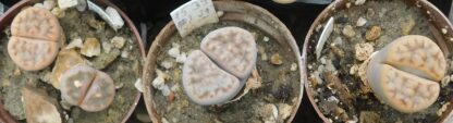 Lithops jacobseniana - Image 2