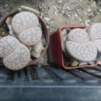 Lithops pseudotruncatella