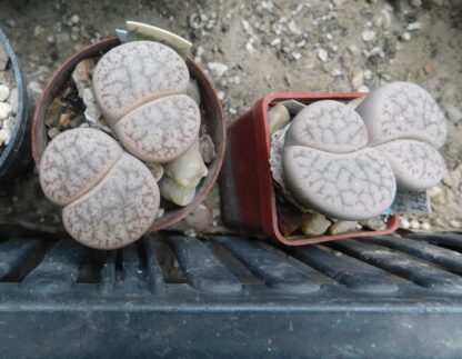 Lithops pseudotruncatella