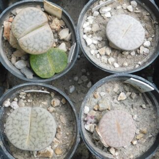 Lithops pseudotruncatella