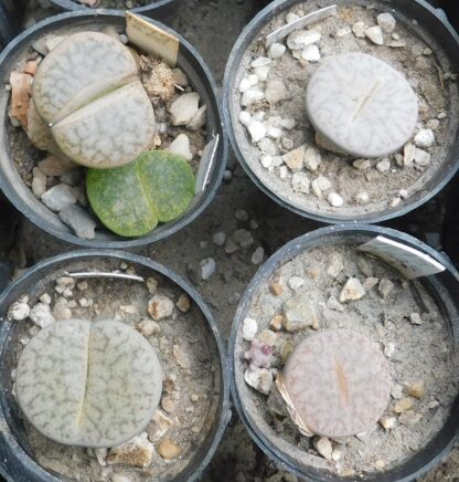 Lithops pseudotruncatella