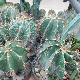 Astrophytum ornatum