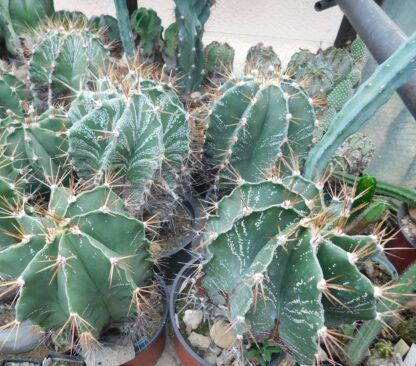 Astrophytum ornatum