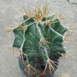 Astrophytum ornatum RS 185, Metztitlan, Hidalgo, Mexico.