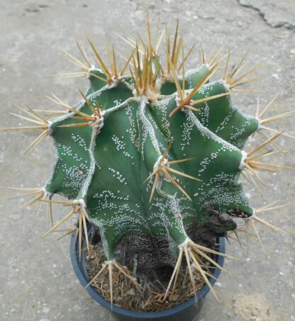 Astrophytum ornatum RS 185, Metztitlan, Hidalgo, Mexico.