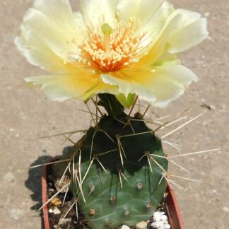 Opuntia phaeacantha v. camanchica