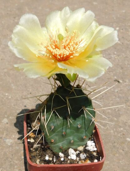 Opuntia phaeacantha v. camanchica