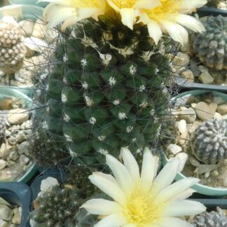 Copiapoa cupreata, sa biljaka KK 1382, Vallenar, 800m, Chile.
