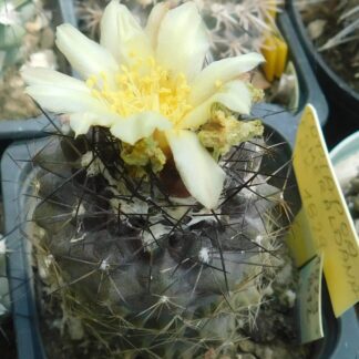 Copiapoa esmeraldana