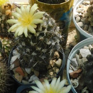 Copiapia maritima, sa biljaka  KK 1709