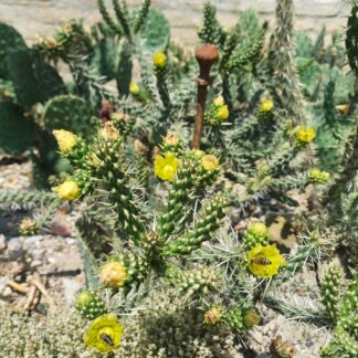 Cylindropuntia whipplei