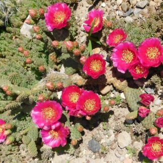 Opuntia debreczyi klon A