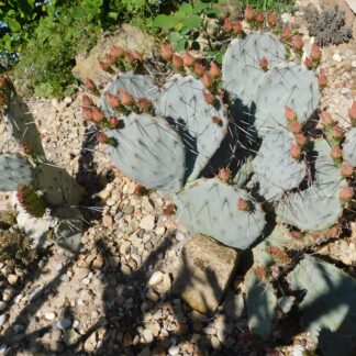 Opuntia macrocentra