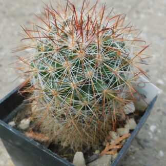 Mammillaria centraliplumosa
