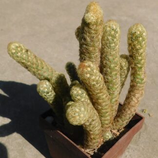 Mammillaria elongata