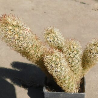 Mammillaria elongata