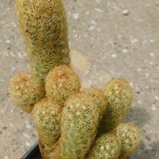 Mammillaria elongata