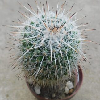 Mammillaria geminispina