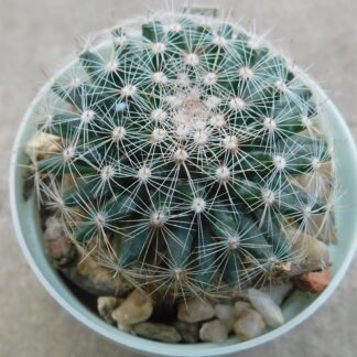Mammillaria haemisphaerica LX 049, China,NL, Mexico