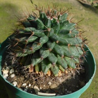 Mammillaria heyderi v. meiacantha LX 236, Hipolito, Coah., Meksiko
