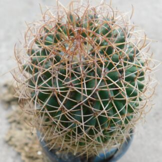 Mammillaria polythele