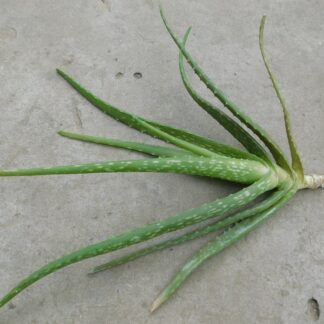 Aloe vera (A. barbadensis)